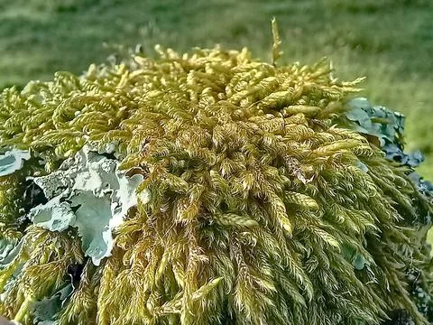 Lichen in the sun Stock Photos
