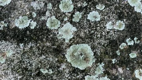 Lichen on the surface of a stone Фото