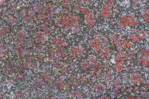 Lichen Texture Pattern Background on the Floor Stock Photos