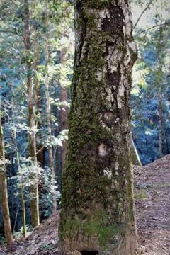 Lichen the texture Fotos Stock
