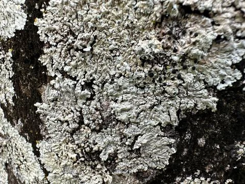 Lichen texture on a tree Stock Photos