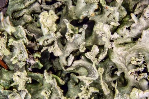 Lichen on tree bark in close-up Stock Photos