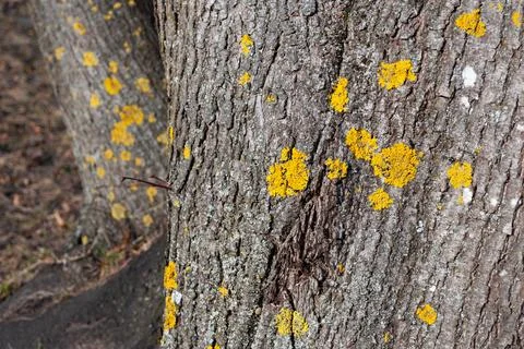 Lichen on tree bark, natural texture with yellow pattern Stock Photos