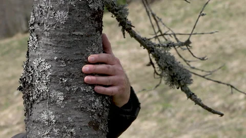 Lichen on tree bark, not need nutrients of tree Stock Footage 194650652