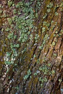 Lichen on the tree bark Stock Photos