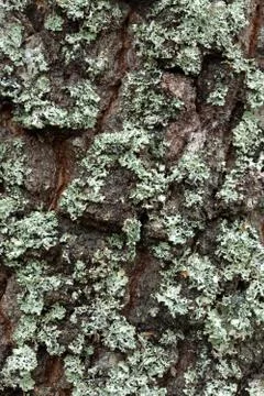 Lichen on the tree bark Stock Photos