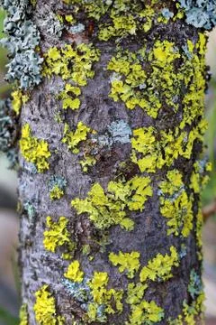 Lichen on tree bark Foto stock