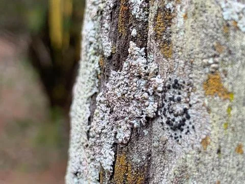 Lichen on tree bark Stock Photos