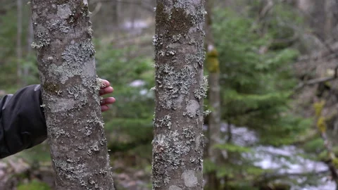 Lichen on tree bark, spring, indicator for pests or disease Stock Footage 194571816