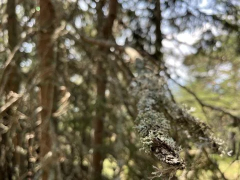 Lichen on Tree Branch with Bokeh Forest Background Stock-Fotos