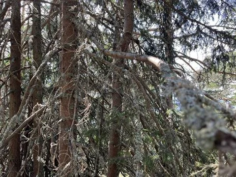 Lichen on Tree Branch with Bokeh Forest Background Stock-Fotos