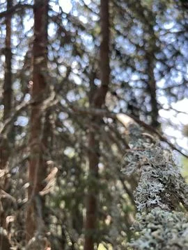 Lichen on Tree Branch with Bokeh Forest Background Stock-Fotos