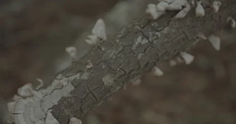 Lichen On Tree Branch Stock Footage 153089826