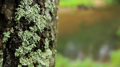 Lichen on tree Stock Footage 38926503