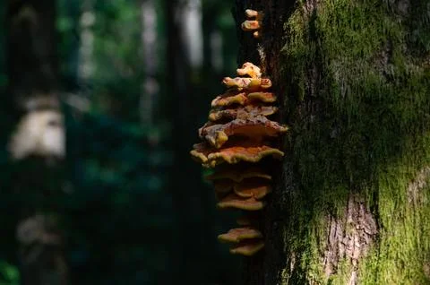 Lichen on a tree in the forest Foto stock