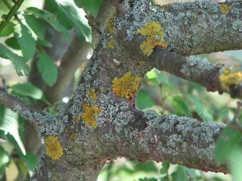 Lichen on a tree Stock Photos