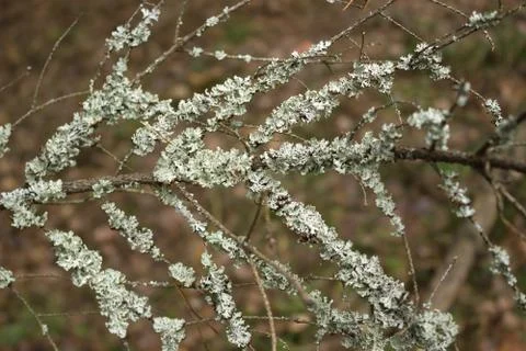 Lichen on a tree Stock Photos