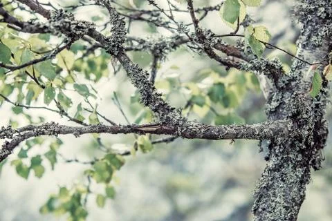 Lichen on tree Stock Photos