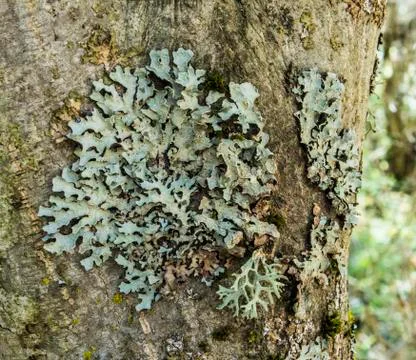 Lichen on Tree Stock Photos