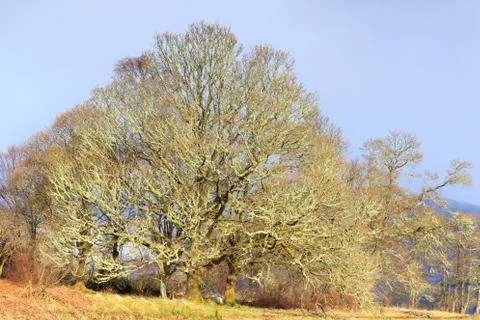 Lichen tree Stock Photos