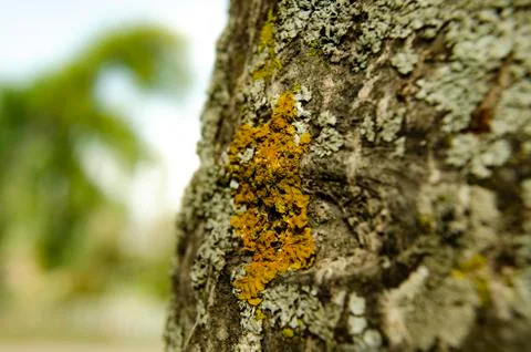 A lichen in a tree Stock Photos