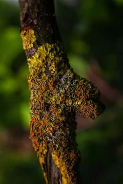 Lichen on a tree trunk of different colors and shapes Stock Photos