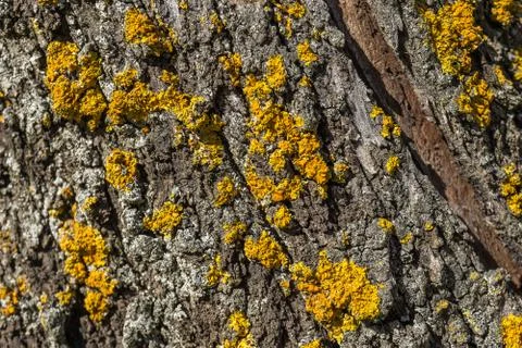 Lichen on a tree trunk Stock Photos