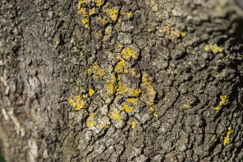 Lichen on a tree trunk Stock Photos