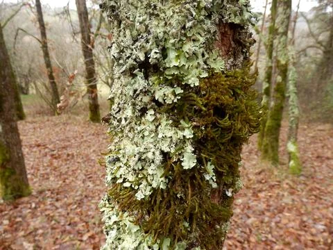 Lichen on a tree trunk. Stock Photos
