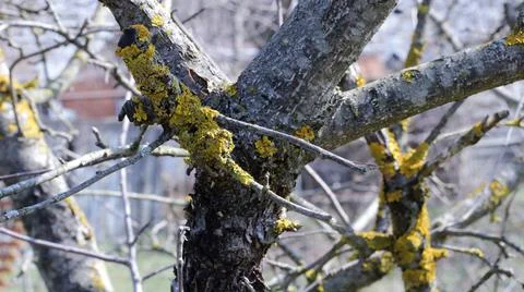 Lichen on the trunk of an apple tree close-up Stock Photos