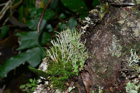 Lichen on trunk Stock-Fotos