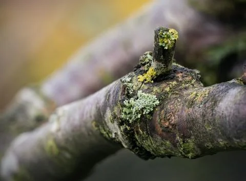 Lichen on twig closeup Stock Photos
