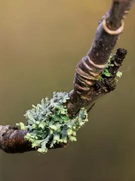 Lichen on twig closeup Stock Photos