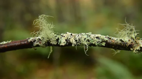 Lichen on twig Stock Footage 32143443