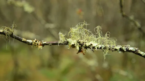 Lichen on twig Stockbeeldmateriaal 32143495