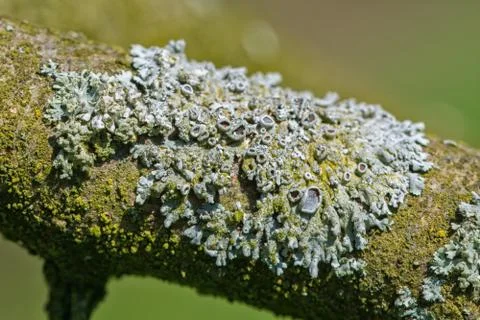 Lichen on a twig of the tree Stock Photos