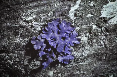 Lichen in ultraviolet Stock Photos