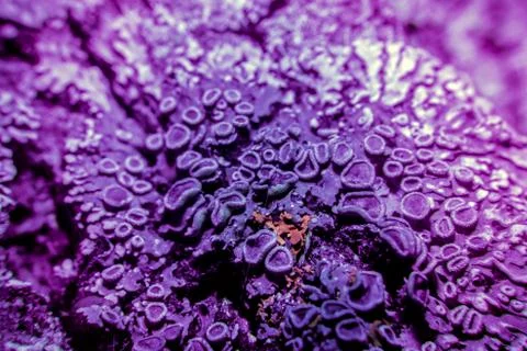 Lichen in ultraviolet Stock-Fotos