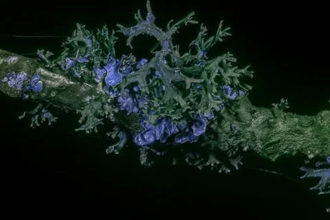 Lichen in ultraviolet Stock Photos