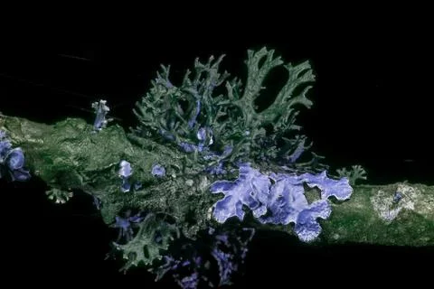 Lichen in ultraviolet Stock Photos