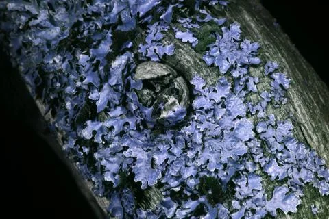 Lichen in ultraviolet Stock Photos