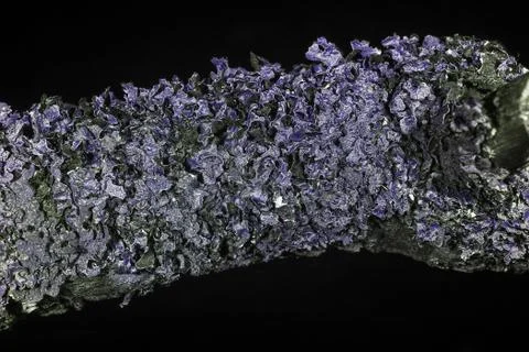 Lichen in ultraviolet Stock Photos
