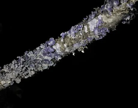 Lichen in ultraviolet Stock Photos