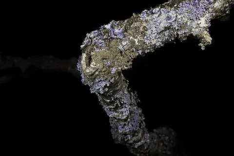 Lichen in ultraviolet Stock Photos