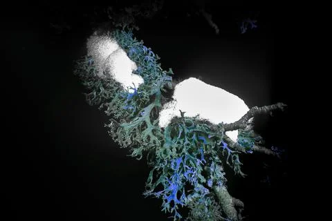 Lichen in Ultraviolet Stock Photos