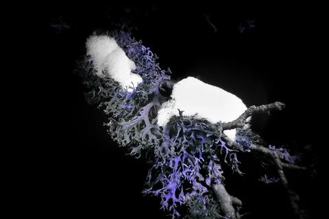 Lichen in Ultraviolet Stock Photos