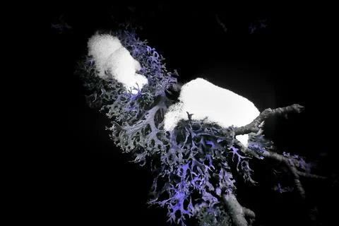 Lichen in Ultraviolet Stock Photos