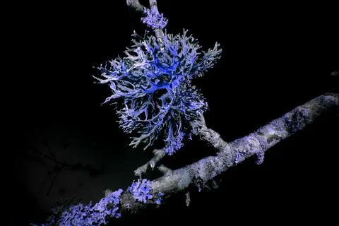 Lichen in Ultraviolet Stock Photos
