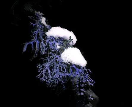 Lichen in Ultraviolet Stock Photos
