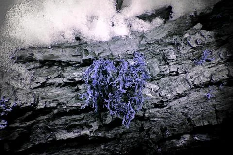 Lichen in Ultraviolet Foto stock
